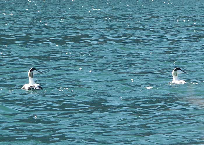 027_ballstad_eiders