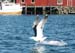 031_ballstad_mouette