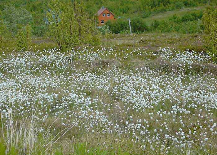 006a_route_vers_narvik_fleurs