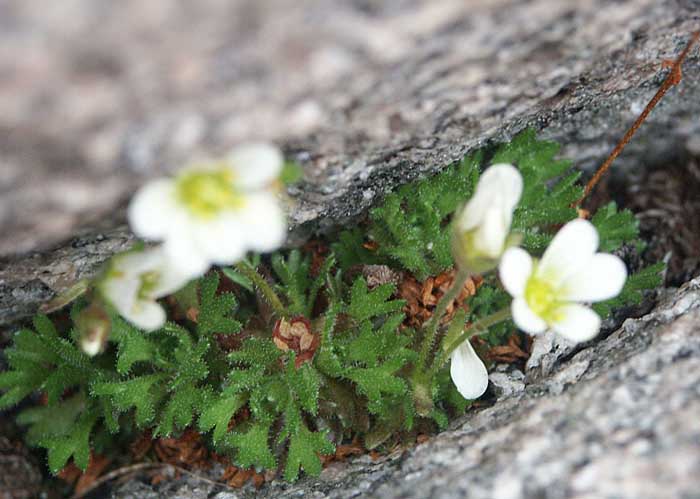 005_rando_cap-nord_fleurs