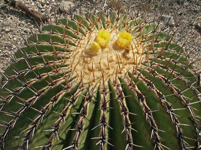 05_24_cactus04