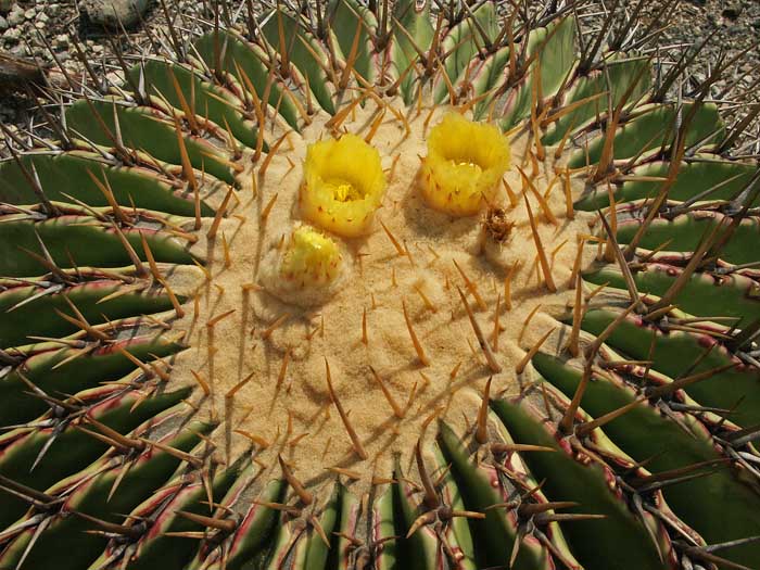 05_24_cactus06