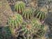 05_24_cactus13