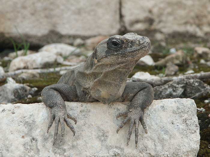 06_01_chichen-tulum10