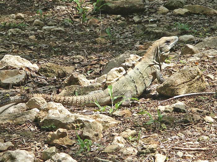 06_01_chichen-tulum13