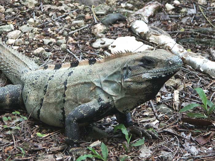 06_01_chichen-tulum15