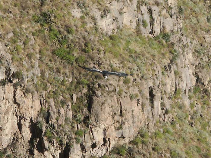 006_colca-condors