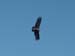 011_colca-condors