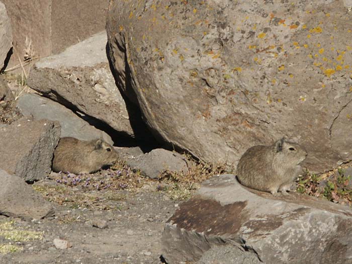 020_sillustani