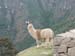 098_machupicchu