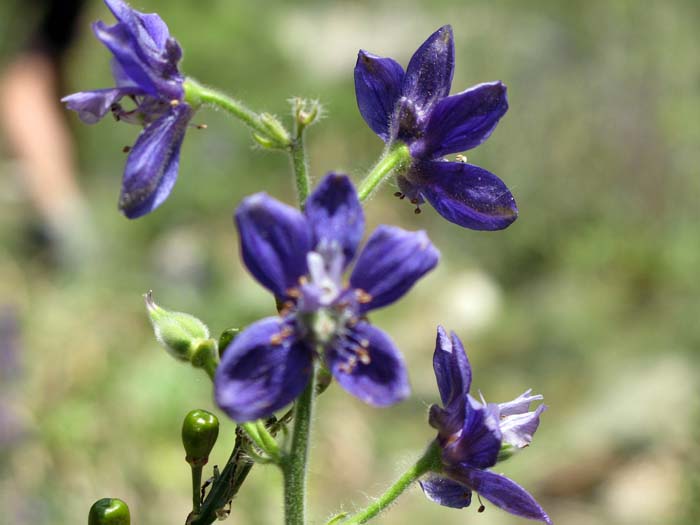 07-06_gorges-samaria_omalos_42