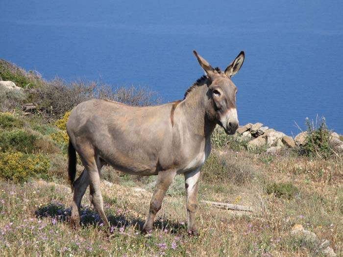 16-06_sikinos_episkopi_13