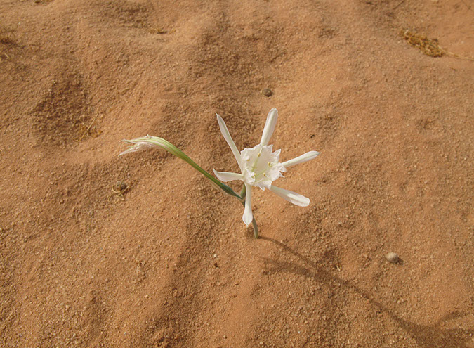 100925_Wadi-Rum-085