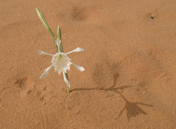 100925_Wadi-Rum-087