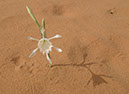 100925_Wadi-Rum-087