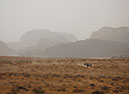 100925_Wadi-Rum-098