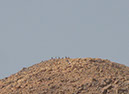 100925_Wadi-Rum-104