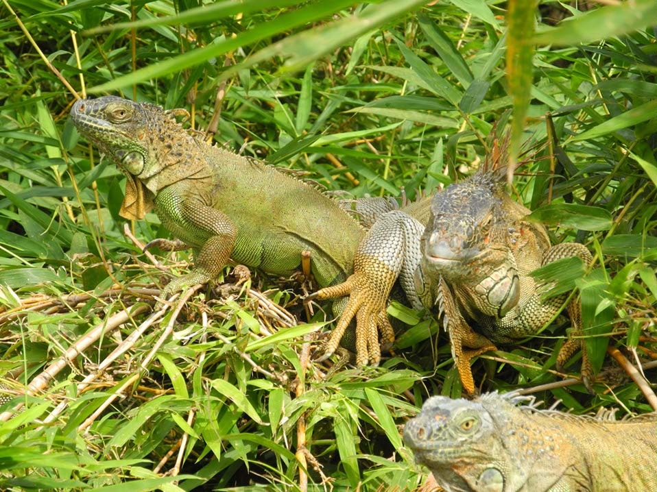 Animaux-Costa-Rica-24