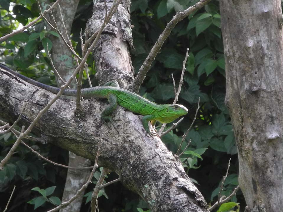 Animaux-Costa-Rica-12