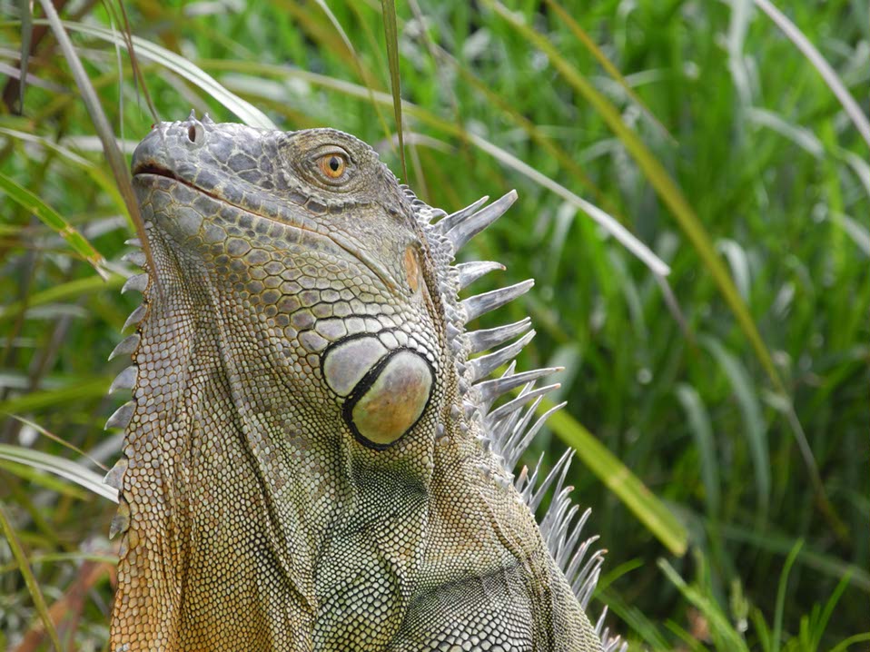 Animaux-Costa-Rica-26