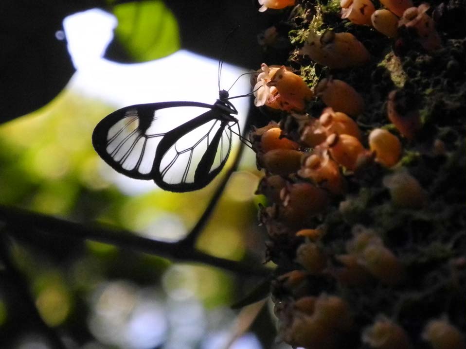 Animaux-Costa-Rica-27