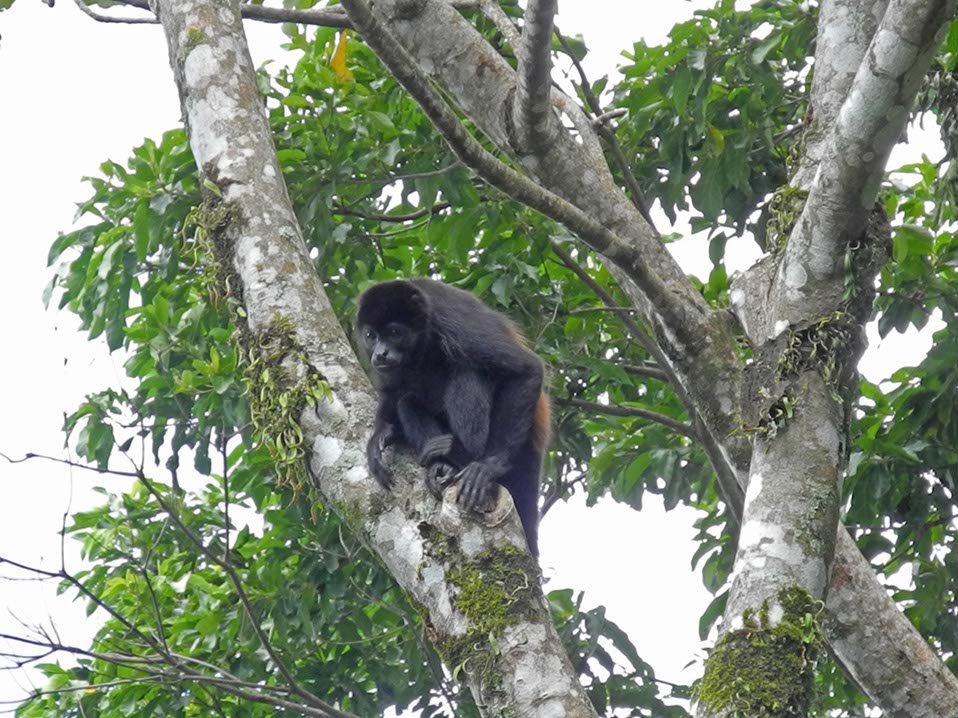 Animaux-Costa-Rica-16