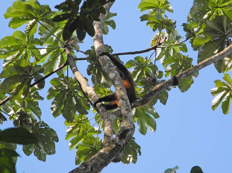 Animaux-Costa-Rica-19