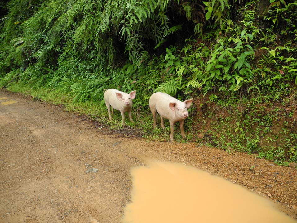 Animaux-Costa-Rica-35