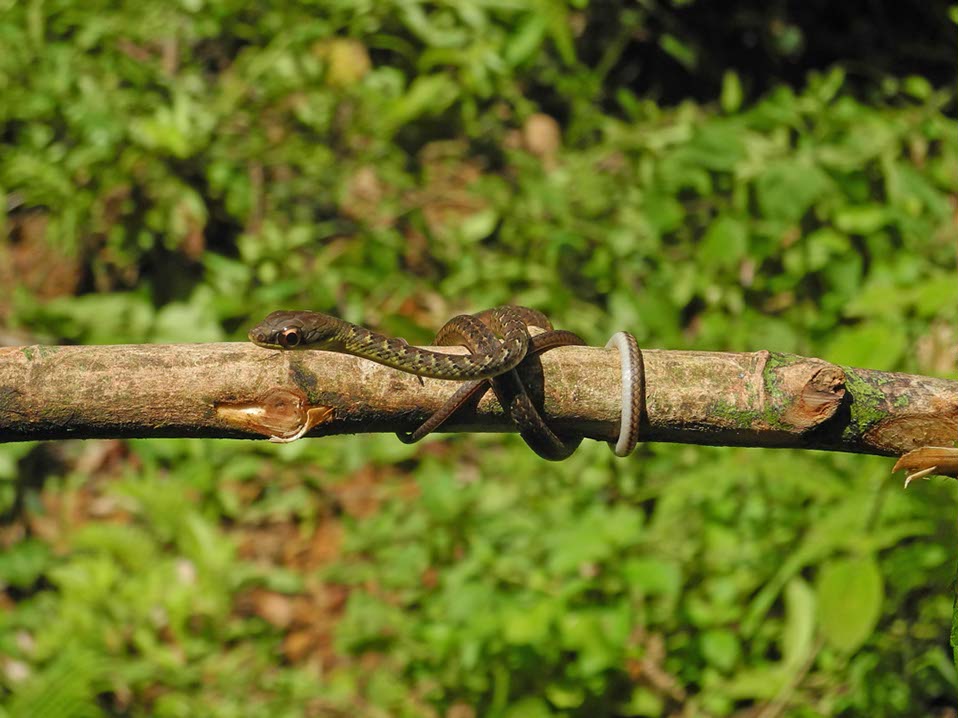 Animaux-Costa-Rica-28