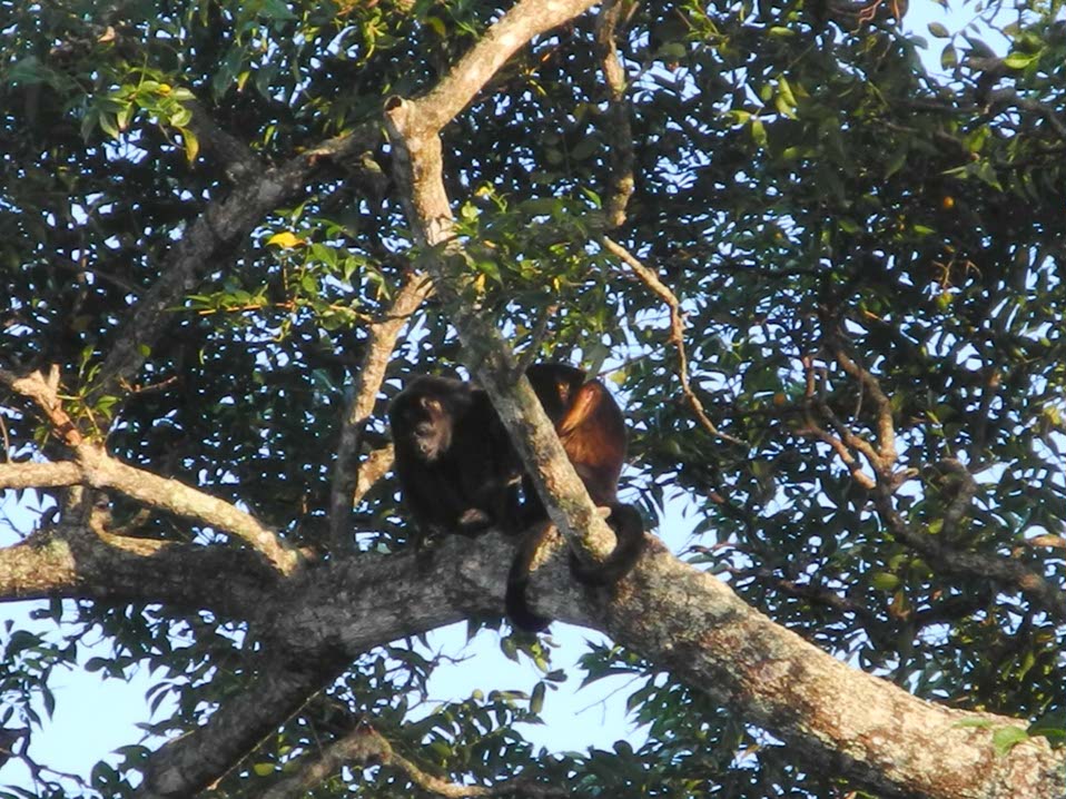 Animaux-Costa-Rica-09