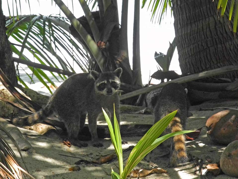 Animaux-Costa-Rica-44