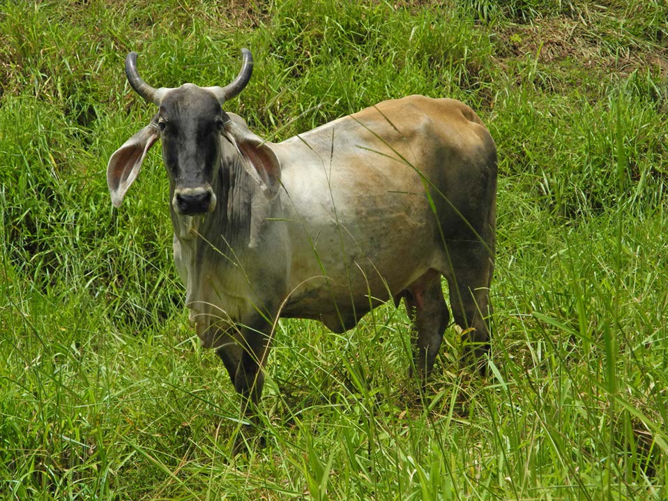 Animaux-Costa-Rica-31